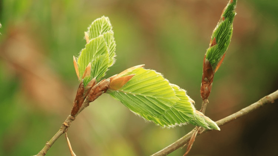 Nachhaltigkeit Symbol
